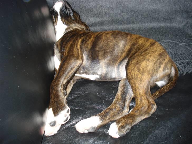 Boxer Akira - puha det er hårdt og være hvalp.... billede 2