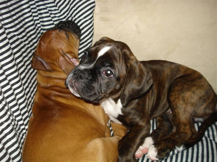 Boxer Akira - dagen hvor jeg blev hentet... skulle lige have en sidste lur med Samson.. billede 3