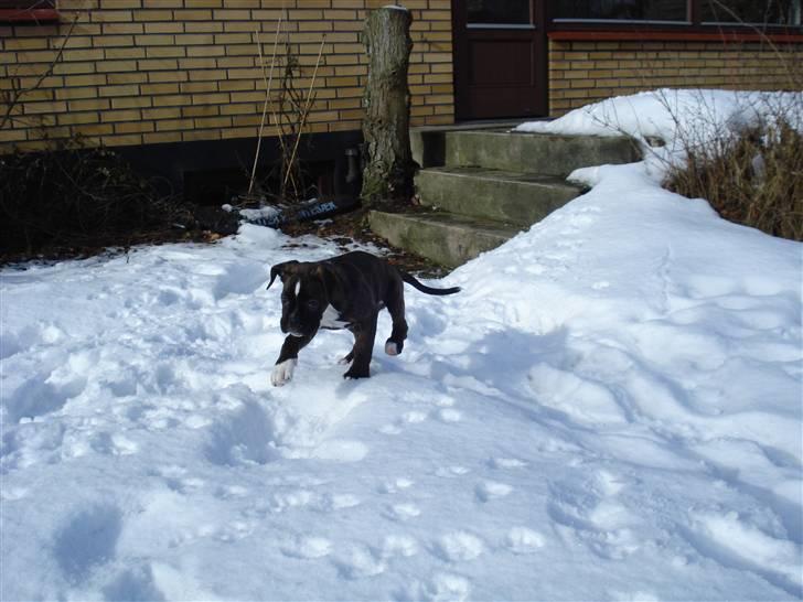 Boxer Akira - min nye helt egen have... billede 4