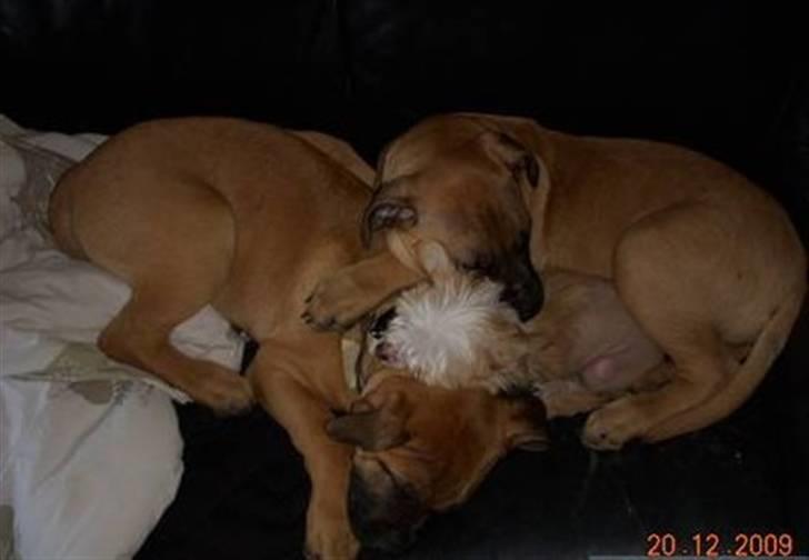 Blanding af racer Odin - Putter med storebror Sovs(blå halsbånd) og lillesøster Lunse (Chinese Crested), 4 mdr. billede 6