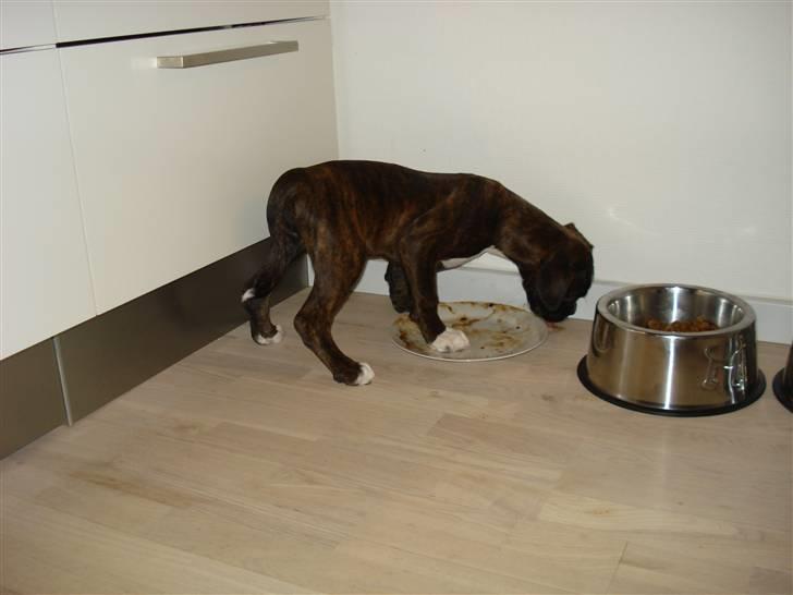 Boxer Akira - øjser..... flæskesteg smager dælme godt.... billede 5