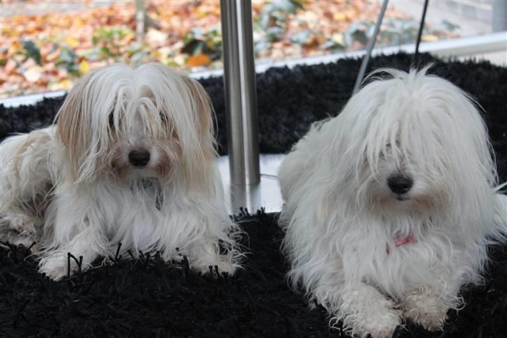 Coton de tulear Silke - #20 Potræt af Charlie & Silke. Foto : Mig billede 20