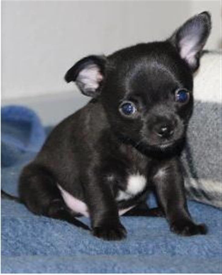 Chihuahua Tayson - Min dejlige princ billede 1