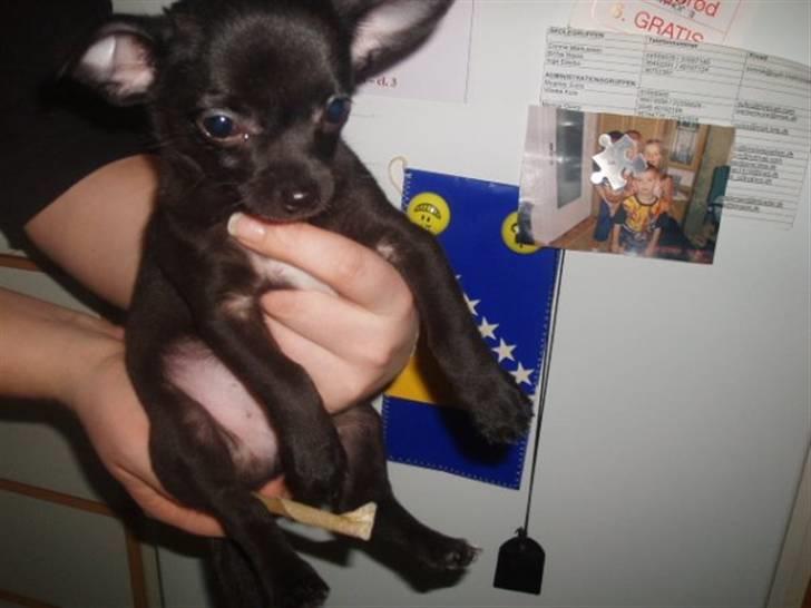 Chihuahua Tayson - Ser jeg ikke bare lækker ud billede 2