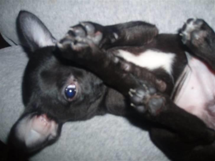 Chihuahua Tayson - Mmm elsker når jeg bliver nusset og kælet med billede 3