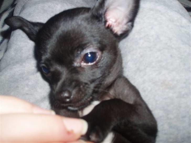 Chihuahua Tayson - Lige vågnet.. billede 4