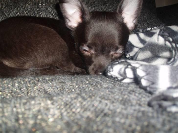 Chihuahua Tayson - Min lille rottehund :D billede 5