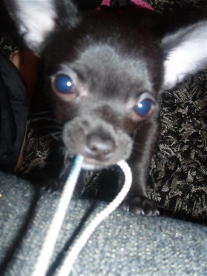 Chihuahua Tayson - Giv mig så det kamara mor!! billede 6