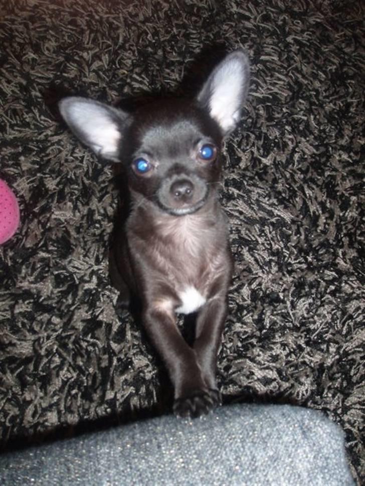Chihuahua Tayson - Nysgerrig.. billede 7