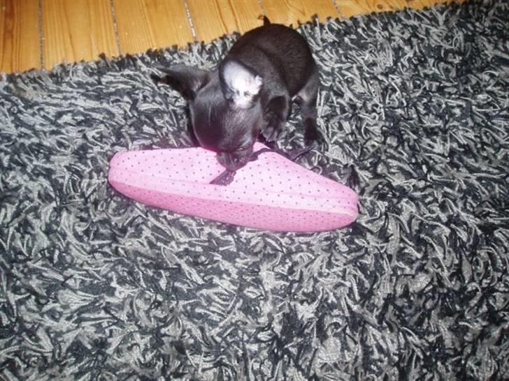 Chihuahua Tayson - Mors hjemmesko.. en str. 38 hehe :) billede 8