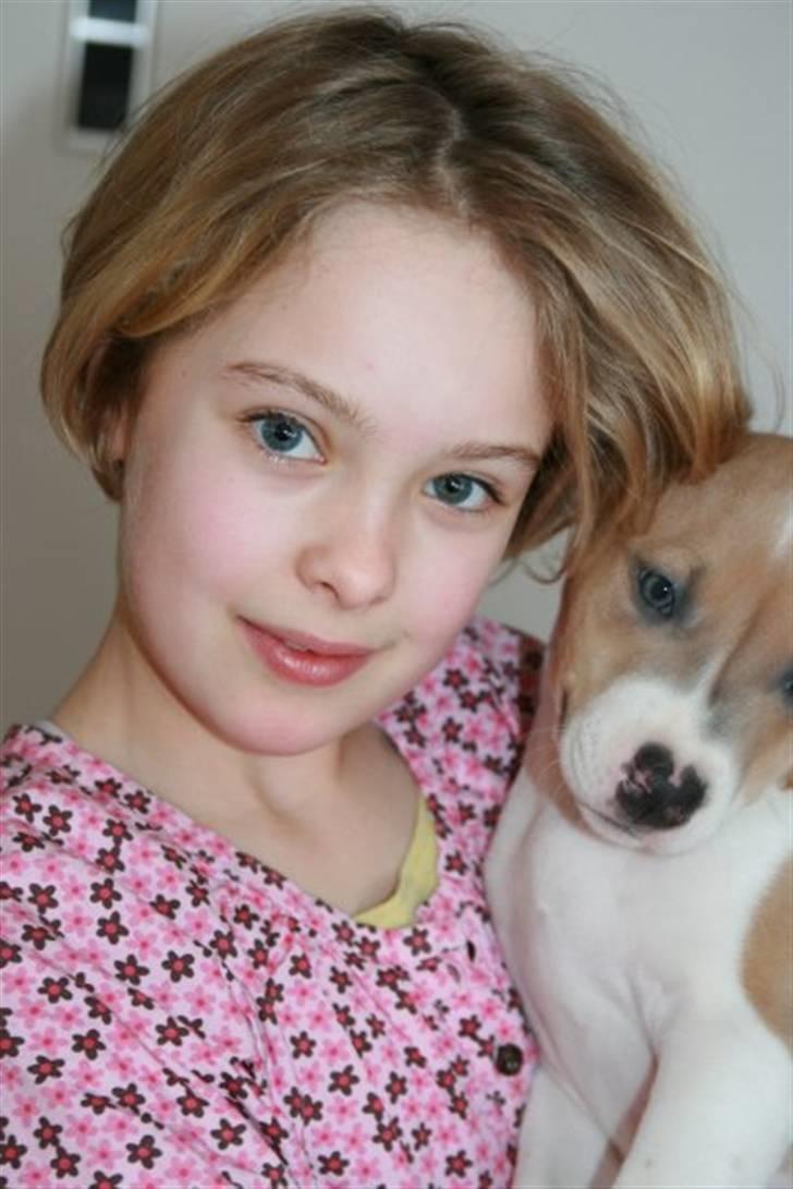 Blanding af racer aya(amstaff/ambull) billede 9