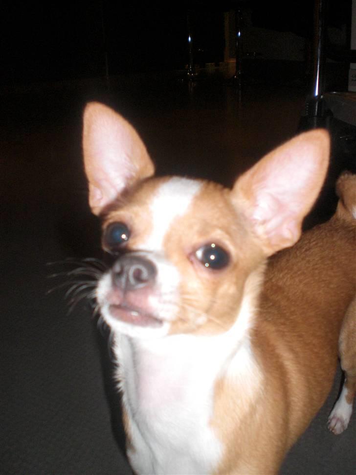 Chihuahua Chaos billede 8