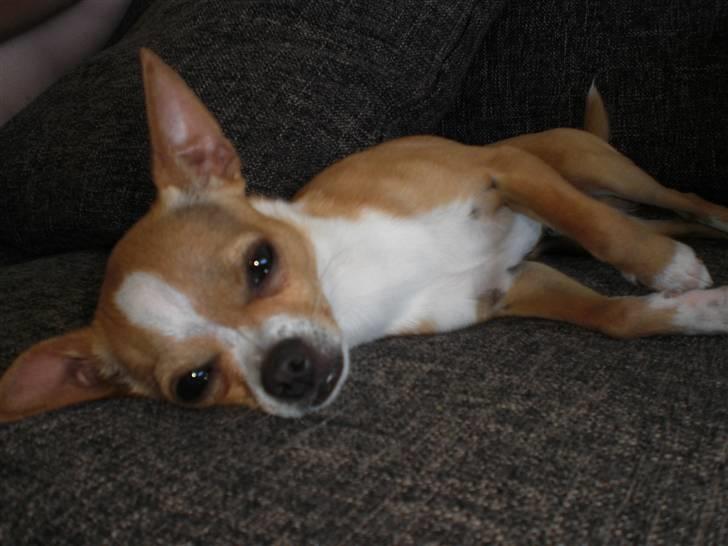 Chihuahua Chaos billede 9