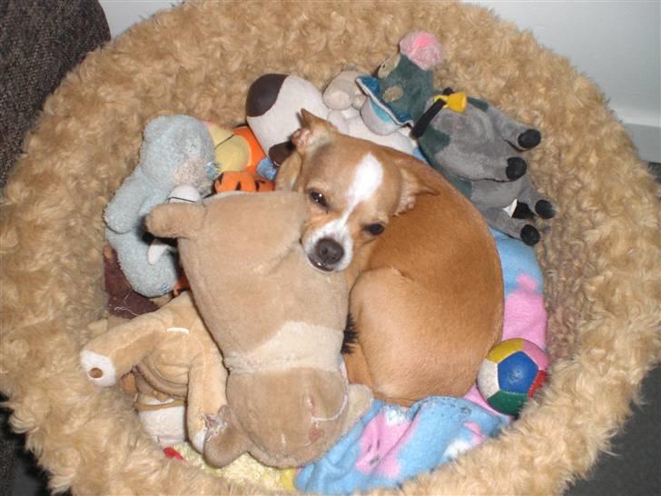 Chihuahua Chaos billede 10