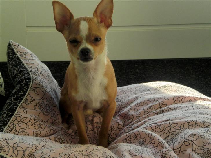 Chihuahua Chaos billede 11