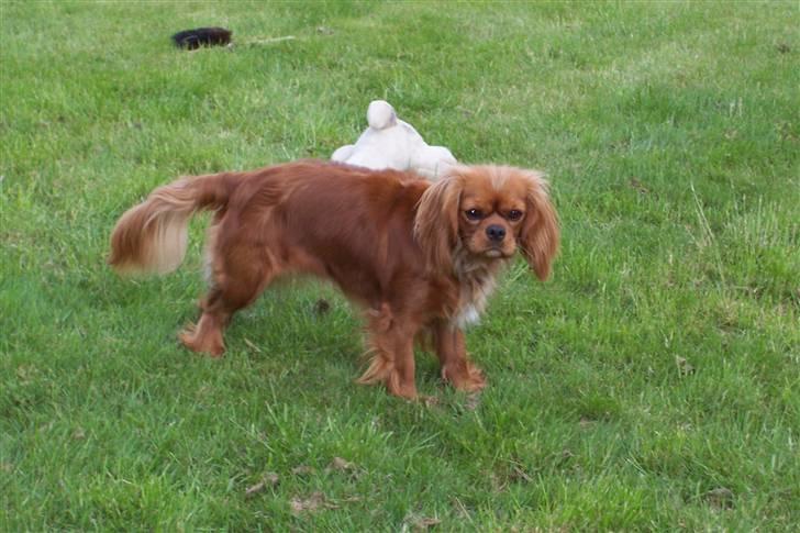 Cavalier king charles spaniel Smilla billede 1