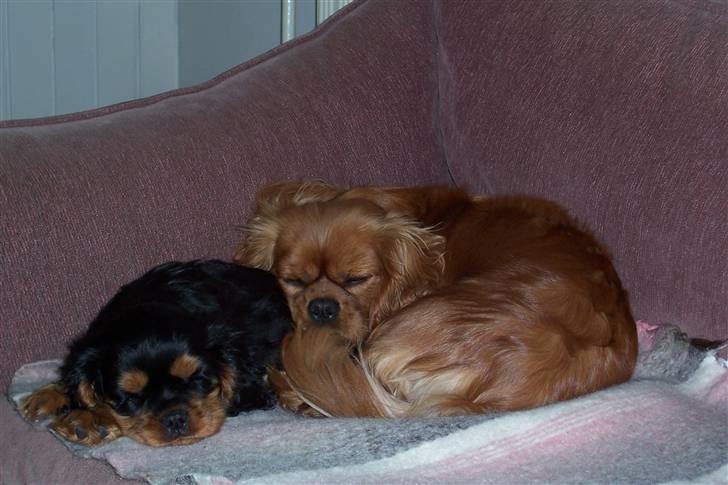 Cavalier king charles spaniel Smilla billede 2