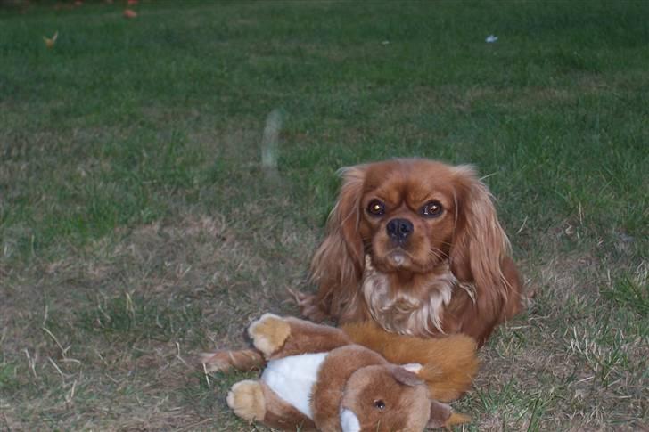 Cavalier king charles spaniel Smilla billede 3
