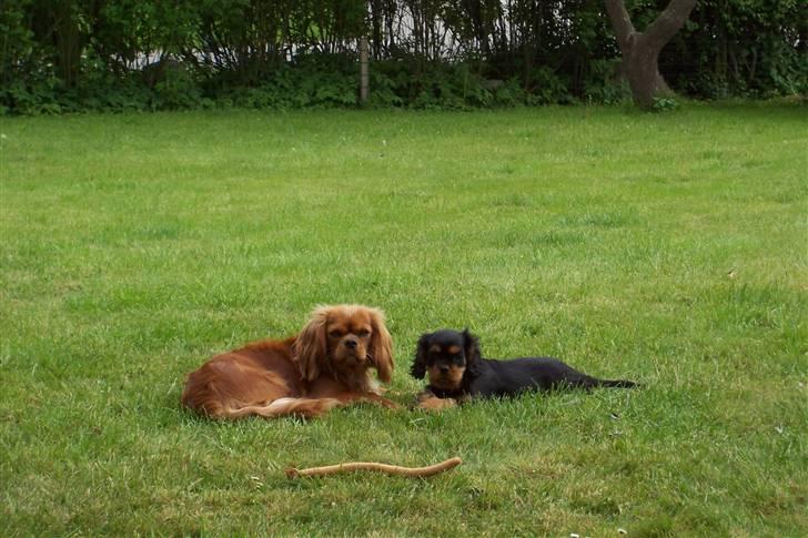 Cavalier king charles spaniel Smilla billede 4