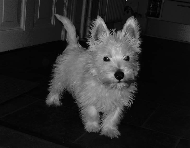 West highland white terrier Baloo - Hej med jeg så havde jeg 1år fødselsdag smil billede 6