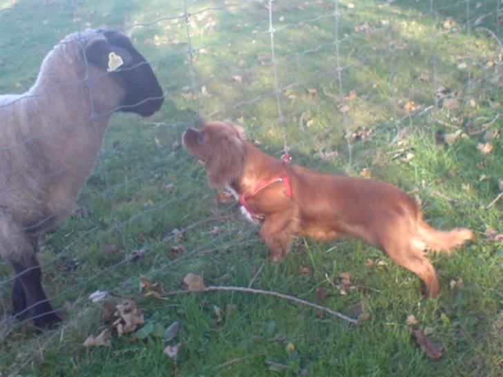 Cavalier king charles spaniel Smilla billede 5