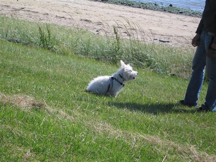 West highland white terrier Baloo - kommer der ikke snart en godbid far billede 7