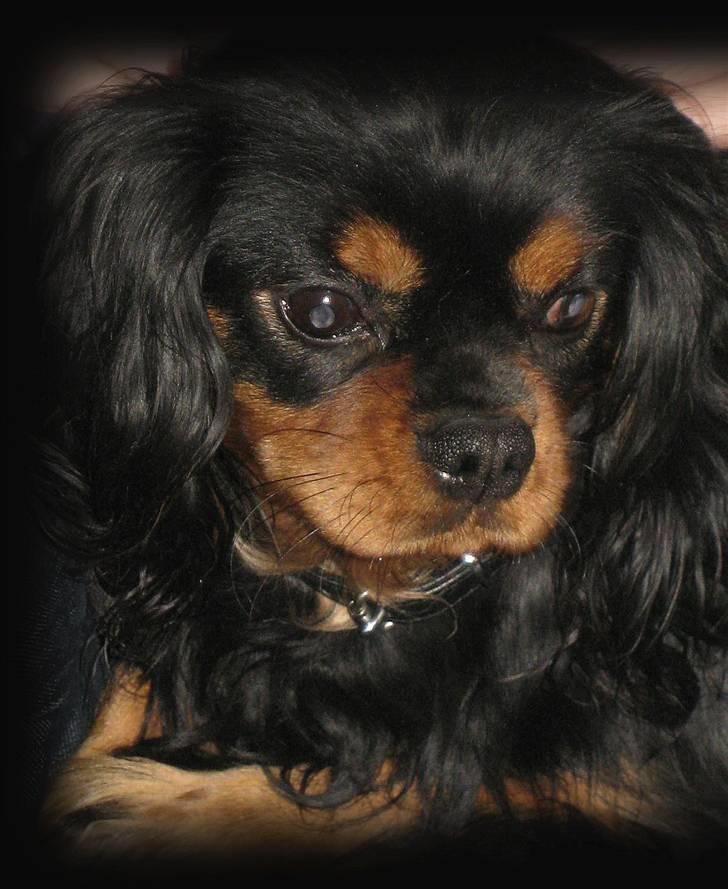 Cavalier king charles spaniel * Min lille mini :-)  billede 1