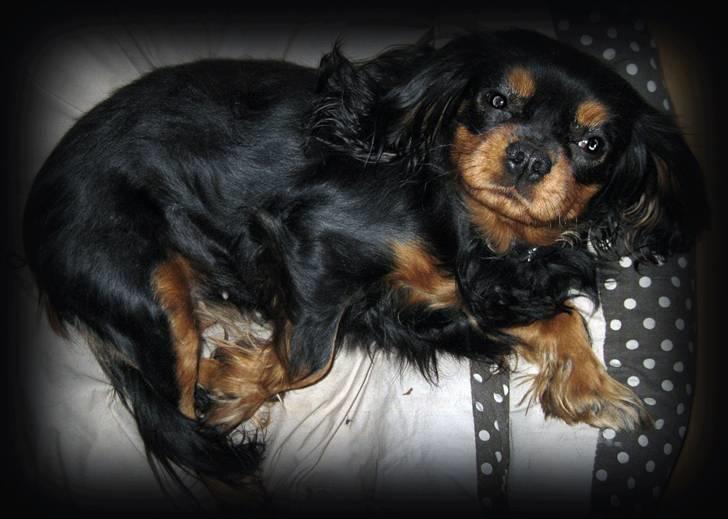 Cavalier king charles spaniel * Min lille mini :-)  billede 2