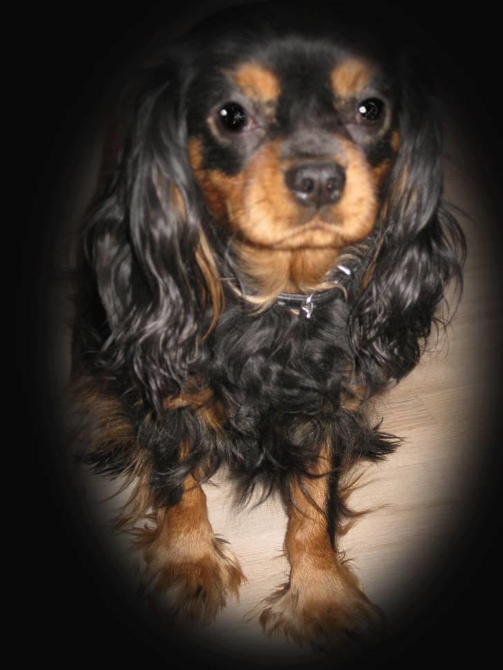 Cavalier king charles spaniel * Min lille mini :-)  billede 3