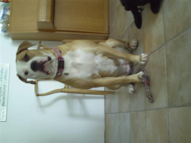 Amerikansk bulldog Cocoe billede 19