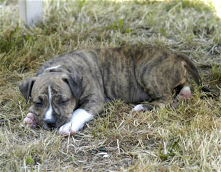 Amerikansk staffordshire terrier Nikari R.I.P billede 6