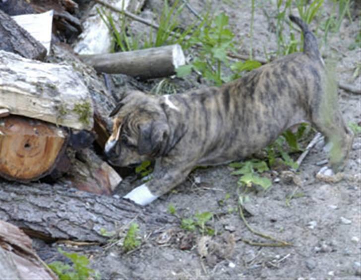 Amerikansk staffordshire terrier Nikari R.I.P billede 7