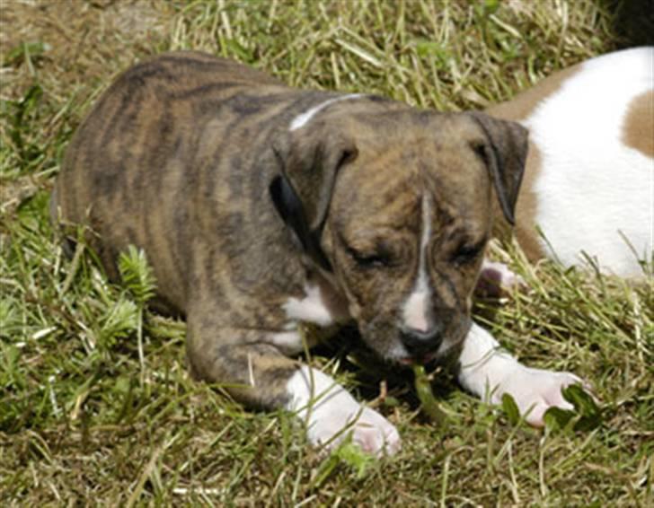 Amerikansk staffordshire terrier Nikari R.I.P billede 8