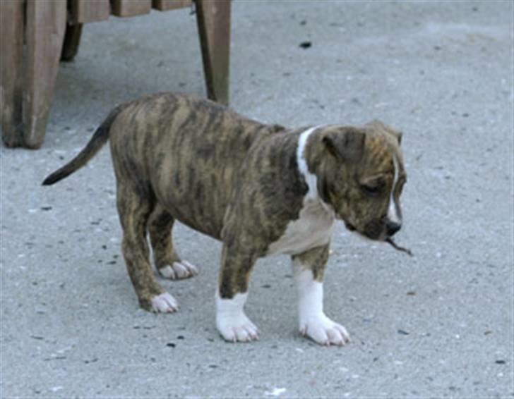 Amerikansk staffordshire terrier Nikari R.I.P billede 9