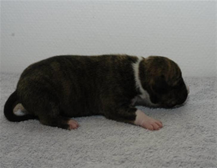 Amerikansk staffordshire terrier Nikari R.I.P billede 10