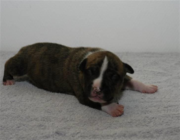 Amerikansk staffordshire terrier Nikari R.I.P billede 11