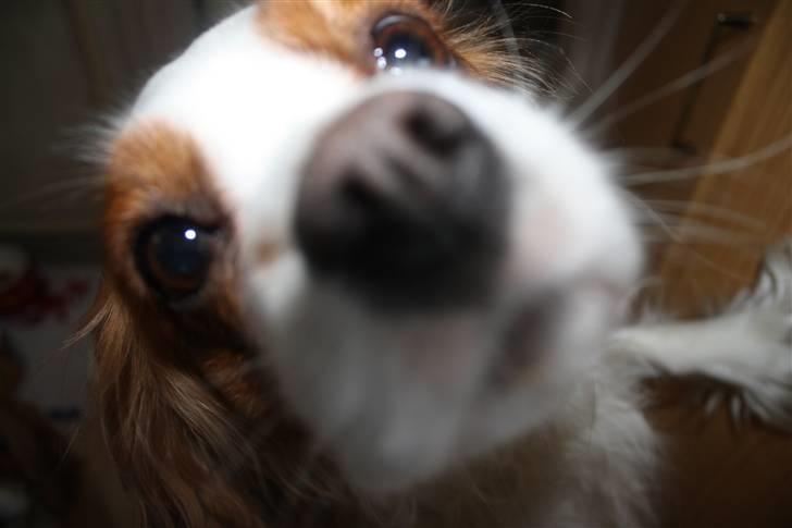 Cavalier king charles spaniel sandra billede 16