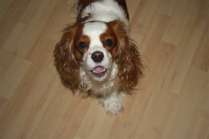 Cavalier king charles spaniel sandra billede 17