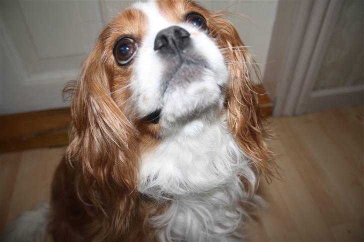 Cavalier king charles spaniel Buster R.I.P. 18/01-11 billede 16