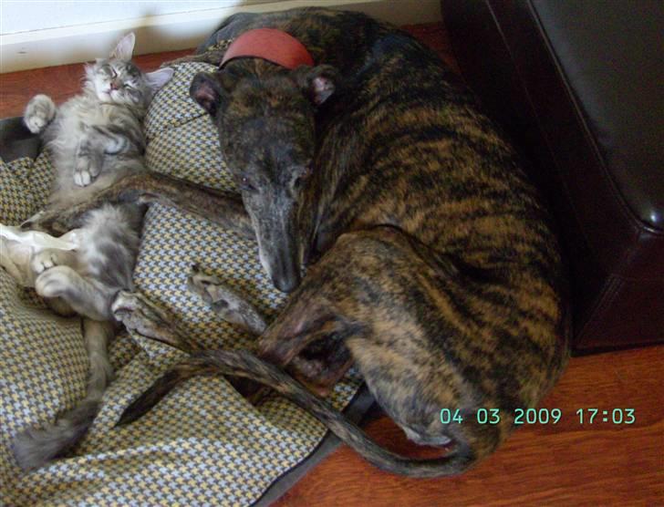 Galgo español Himmelhund Sade billede 1