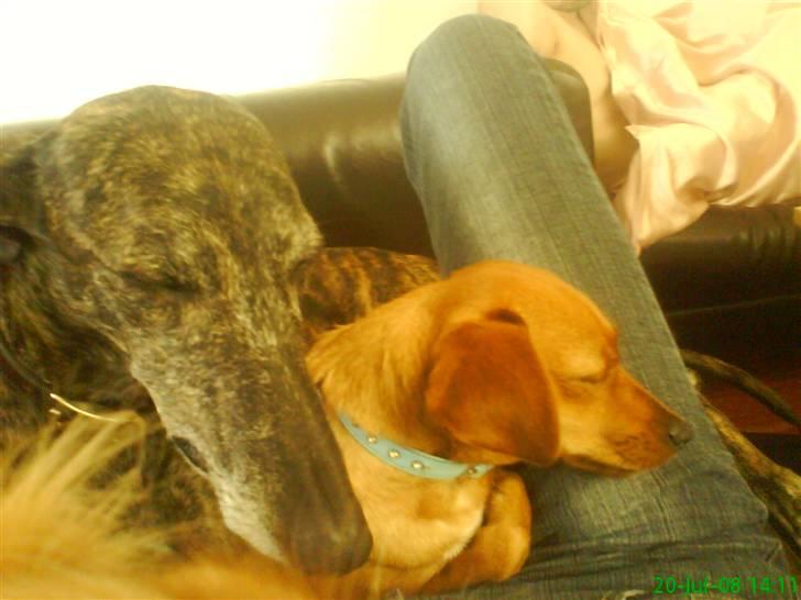 Galgo español Himmelhund Sade billede 2