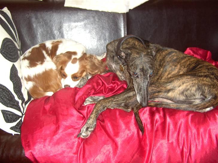 Galgo español Himmelhund Sade billede 3