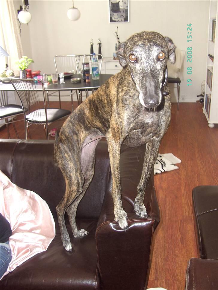 Galgo español Himmelhund Sade billede 4