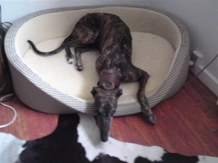 Galgo español Himmelhund Sade billede 5