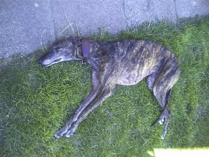 Galgo español Himmelhund Sade billede 6