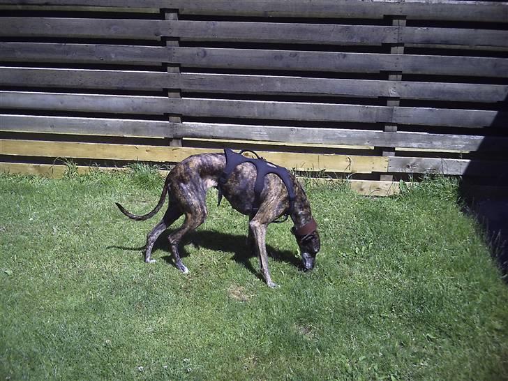 Galgo español Himmelhund Sade billede 7