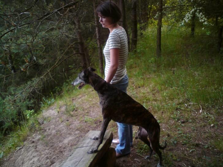 Galgo español Himmelhund Sade billede 8