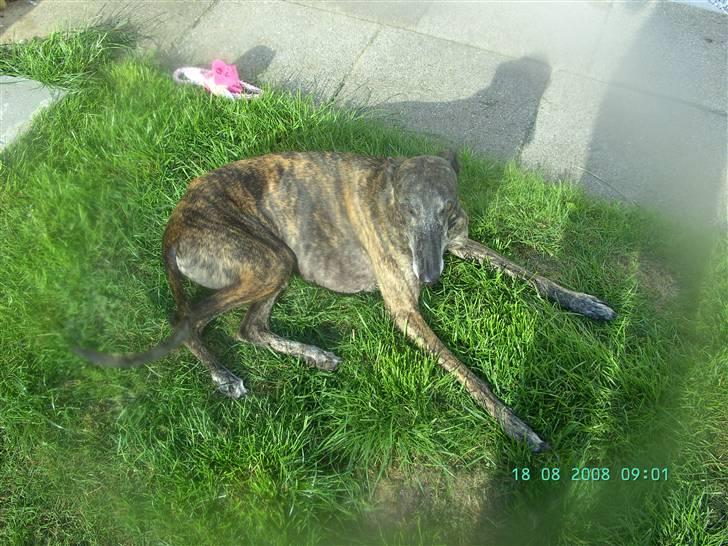 Galgo español Himmelhund Sade billede 9