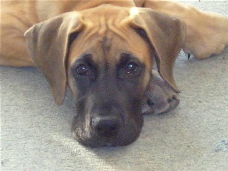 Grand danois Soffi  RIP - Velkommen til min profil - vuff billede 1