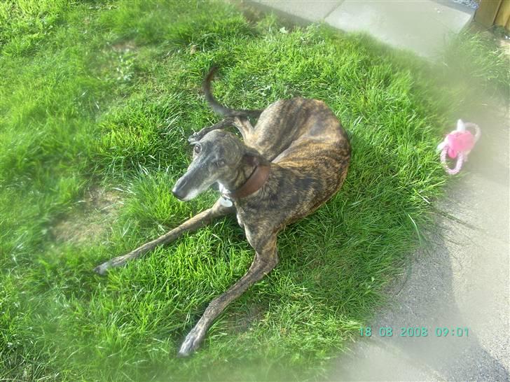 Galgo español Himmelhund Sade billede 10